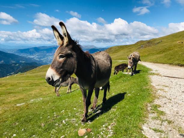 istock Grazing donkeys in the Alps 1596104014