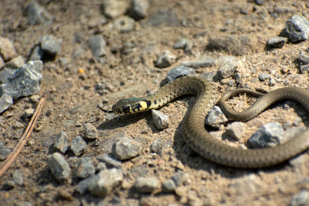 istock Grass snake among the stones on the sand 1596115311