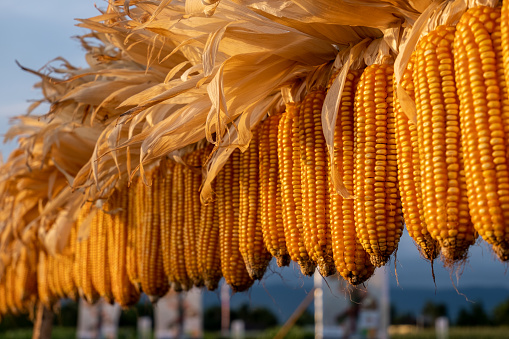 close-up of freshly harvested corn pods, corn cobs hanging in the hot sun