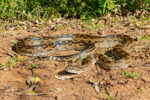 A beautiful southern African python basking in the sun in KwaZulu-Natal, South Africa