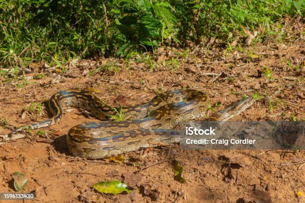 Python's Aficran Southern African Python Stock Photo - Download Image Now - Africa ...