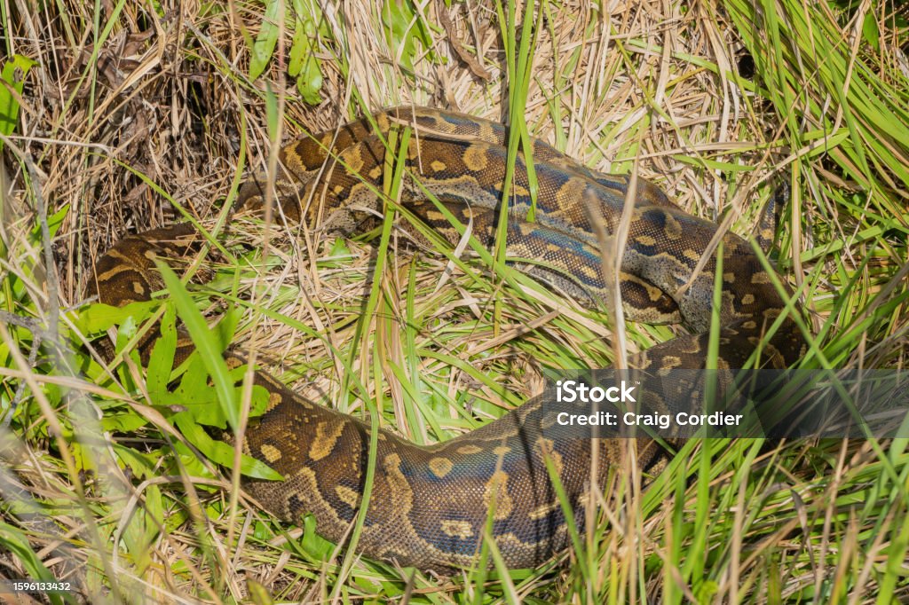 Large African Python's Southern African Python Stock Photo - Download Image Now - Africa ...