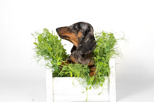 curious marble dachshund puppy is sitting in basket with green grass on white background of the studio