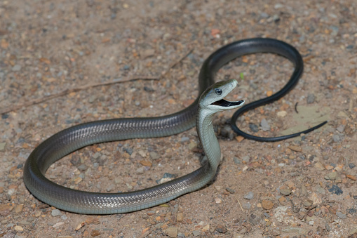 A deadly juvenile black mamba being defensive