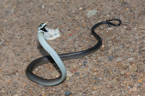 A closeup of a King cobra lying on a carpet on the street