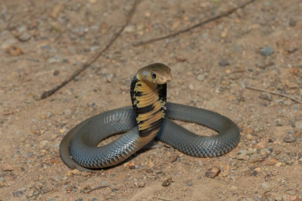 istock Mozambique Spitting Cobra (Naja mossambica) 1596138235