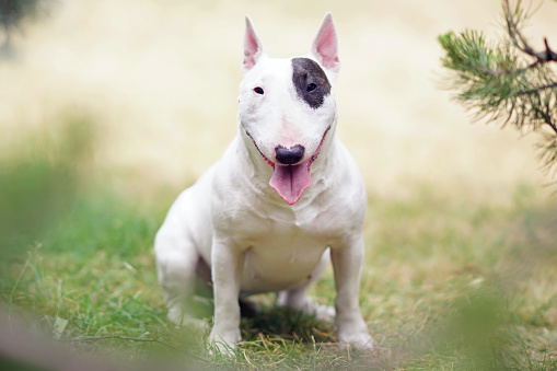 White with a brown patch Bull Terrier dog posing outdoors sitting on a green grass under a pine tree in summer