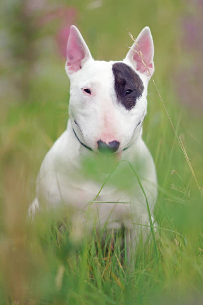 istock White with a brown patch Bull Terrier dog posing outdoors sitting in a green grass in summer 1596140399