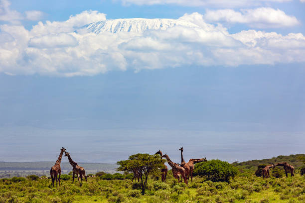 istock Kilimanjaro and Giraffe Herd in Wildlife 1596140924