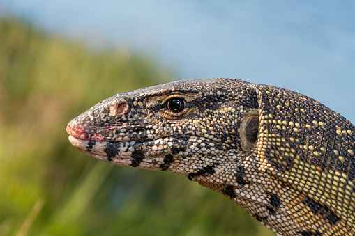 A gorgeous Nile monitor lizard near a dam in KwaZulu-Natal, South Africa