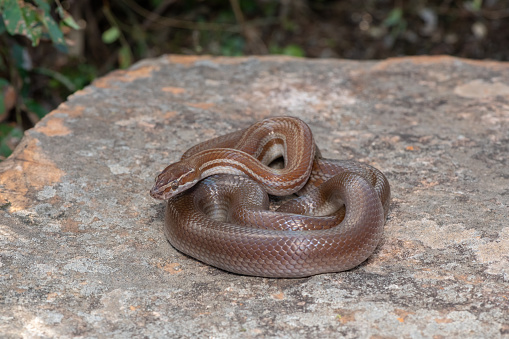 Close up of Ball Python, isolated on black