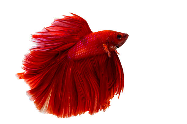 istock Red Siamese fighting fish Betta splendens. Closeup red color Siamese fighting fish on white background. 1596143045
