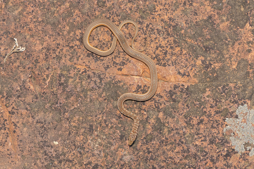 A beautiful short-snouted grass snake in the wild in KwaZulu-Natal, South Africa