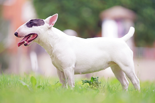 Obedient white with a brown patch Bull Terrier dog posing outdoors standing on a green grass in summer