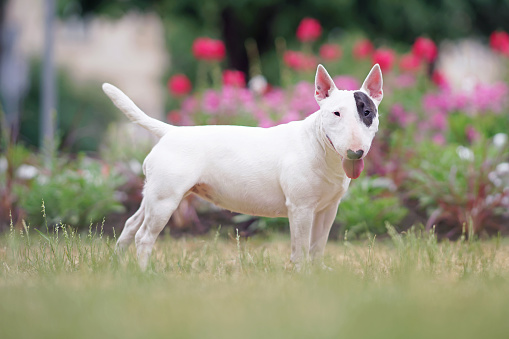 Adorable white with a brown patch Bull Terrier dog posing outdoors standing on a green grass in summer