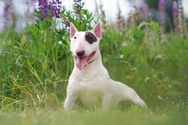 istock White with a brown patch Bull Terrier dog posing outdoors lying down in a green grass with violet lupine flowers in summer 1596154095