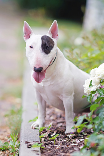 Dog white bull terrier breed portrait close-up in profile in the garden on a background