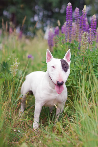 istock White with a brown patch Bull Terrier dog posing outdoors standing in a green grass with violet lupine flowers in summer 1596168792
