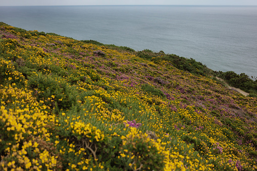 purple and yellow flowers and green plants line the coast