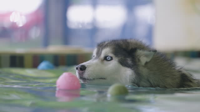 Headshot of Siberian Husky Swimming in Swimming Pools