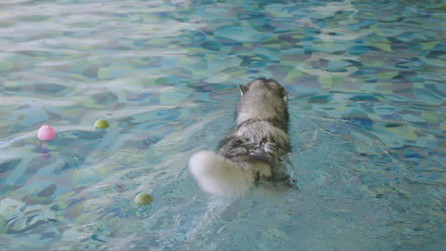 Rear View of Siberian Husky dog Swimming in the Swimming Pools