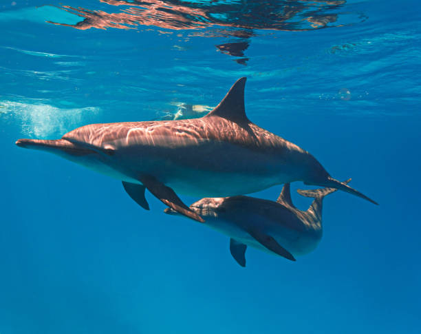 istock Underwater photo and close up interaction with two Spinner Dolphins 1596178915