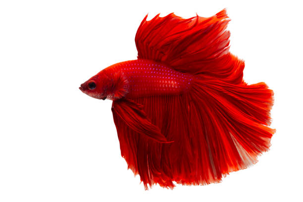 Marine life. Super red betta fish. Red Siamese fighting fish, Betta on isolated white background.