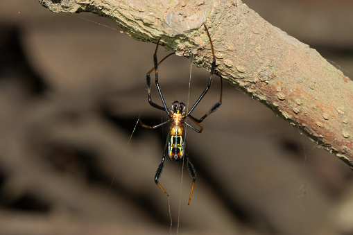 Golden orb-weaver spider sitting on its web waiting for food in KwaZulu-Natal, South Africa