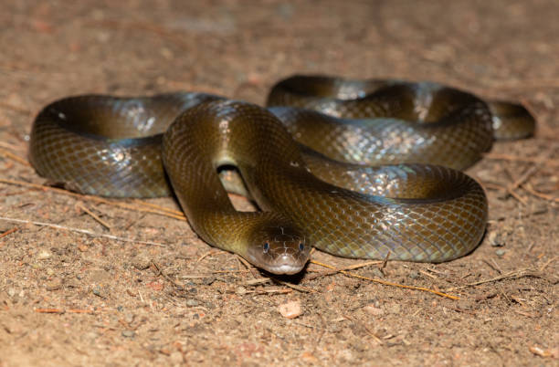 istock Olive Snake/ Olive House Snake (Lycodonomorphus inornatus) 1596184438