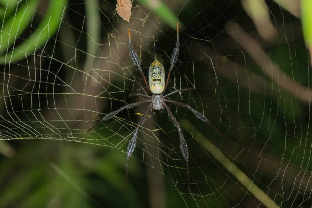istock Hairy Golden Orb-weaver (Trichonephila fenestrate) 1596184460