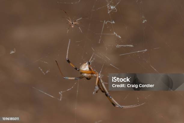 Button Spider Texture Brown Button Spider Stock Photo - Download Image Now - Africa, Animal ...
