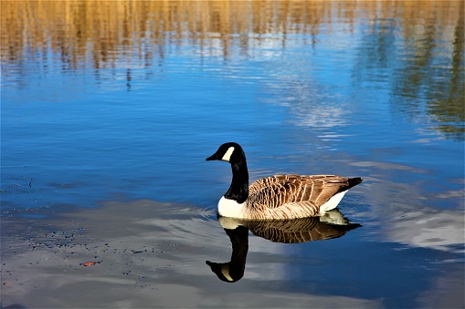 A single goose peacefully gliding along a tranquil river, basking in the serenity of its natural surroundings
