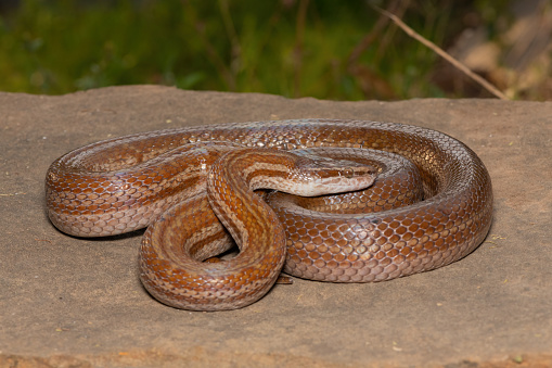 A large adult brown house snake in the wild in KwaZulu-Natal, South Africa