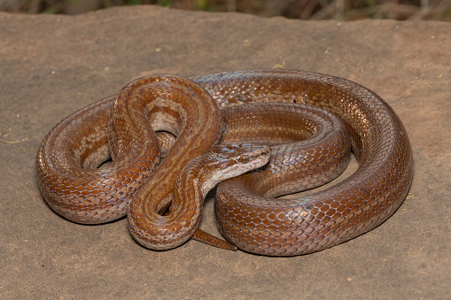 A large adult brown house snake in the wild in KwaZulu-Natal, South Africa