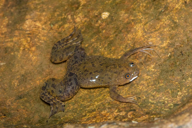 istock Common Platanna or African Clawed Frog (Xenopus laevis) 1596186113