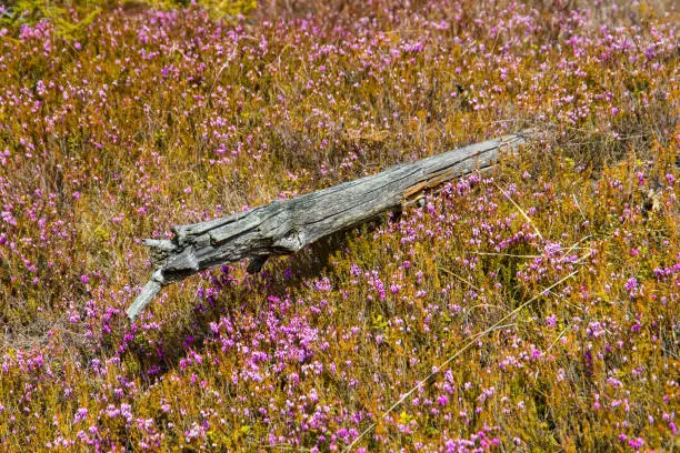 Tree stump surrounded by blooming heather plants during spring in Austria