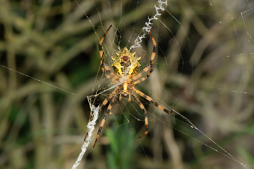 Beautiful garden orb spider on its web on a warm summer's evening in KwaZulu-Natal, South Africa
