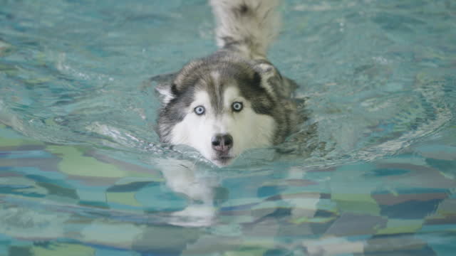 Front View of Siberian Husky Swimming in the Swimming Pools