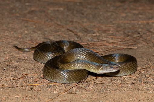Close-up of a gorgeous olive snake, or olive house snake, in the wild in KwaZulu-Natal, South Africa
