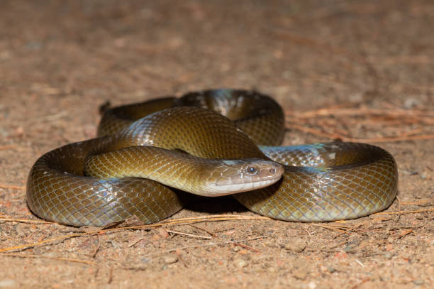 istock Olive Snake/ Olive House Snake (Lycodonomorphus inornatus) 1596191639