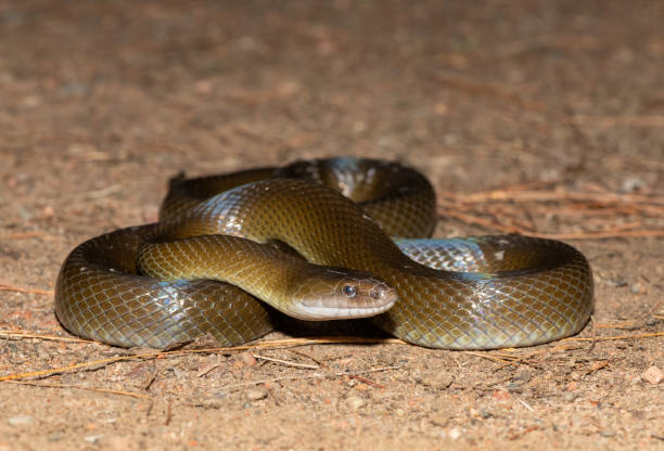 istock Olive Snake/ Olive House Snake (Lycodonomorphus inornatus) 1596191641