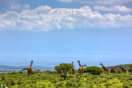 Kilimanjaro and Giraffe Herd in Wildlife