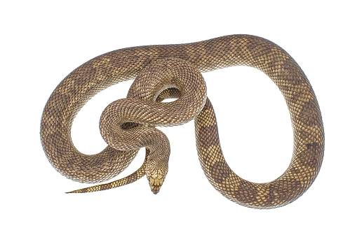 Leucistic Ball (Royal) Python Snake