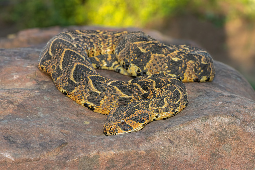 Deadly puff adder displaying its beautiful camouflage patterns whilst basking in the afternoon sun in KwaZulu-Natal, South Africa