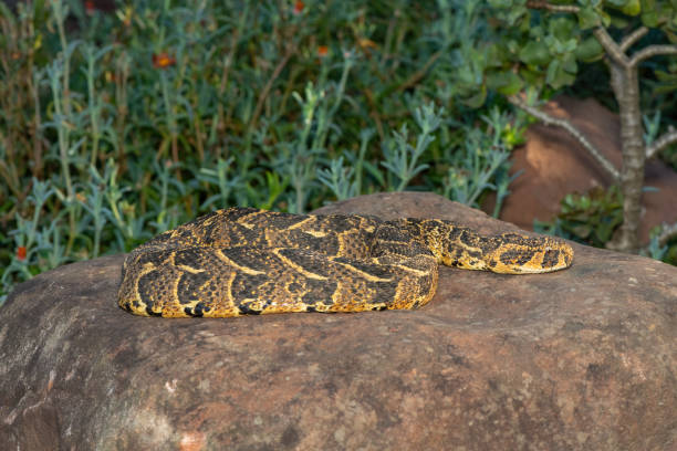 Puff Adder (Bitis arietans) Deadly puff adder displaying its beautiful camouflage patterns whilst basking in the afternoon sun in KwaZulu-Natal, South Africa puff adder bitis arietans stock pictures, royalty-free photos & images