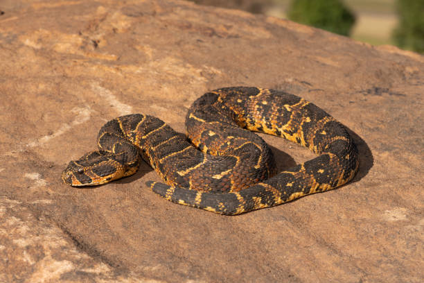 Puff Adder (Bitis arietans) Deadly puff adder displaying its beautiful camouflage patterns whilst basking in the afternoon sun in KwaZulu-Natal, South Africa puff adder bitis arietans stock pictures, royalty-free photos & images