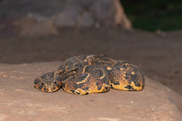 Puff Adder (Bitis arietans) Close-up of a beautiful but deadly puff adder in the wild in KwaZulu-Natal, South Africa puff adder bitis arietans stock pictures, royalty-free photos & images