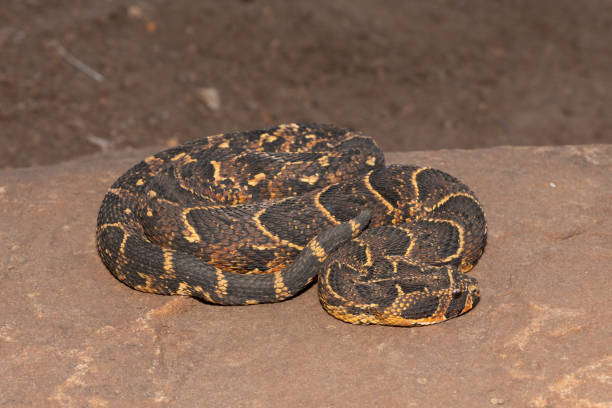 Puff Adder (Bitis arietans) Close-up of a beautiful but deadly puff adder in the wild in KwaZulu-Natal, South Africa puff adder bitis arietans stock pictures, royalty-free photos & images