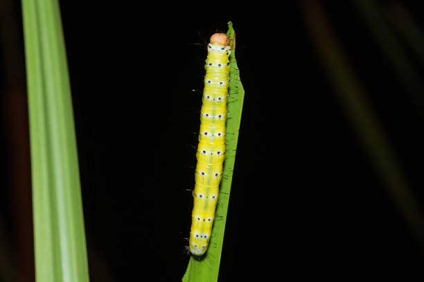 Close-up of a beautiful caterpillar near a pond in KwaZulu-Natal, South Africa