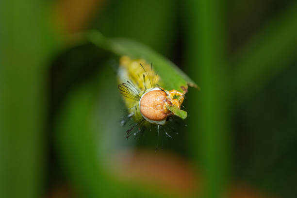 Close-up of a beautiful caterpillar near a pond in KwaZulu-Natal, South Africa